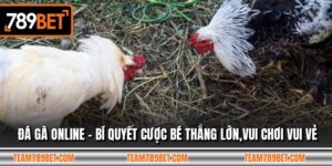 Đá Gà Online - Bí Quyết Cược Bé Thắng Lớn,Vui Chơi Vui Vẻ